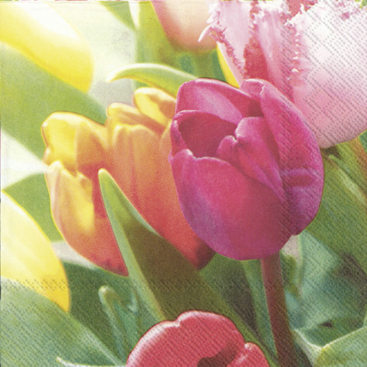 L Serviette Tulips Melodies
